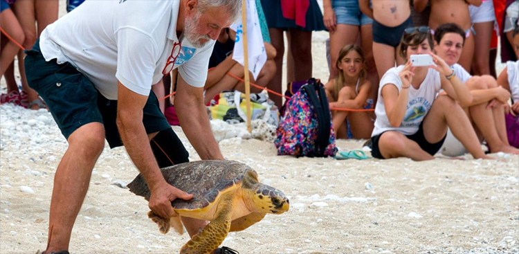 fondazione cetacea riccione turtles hospital on the beach adriatic-sea