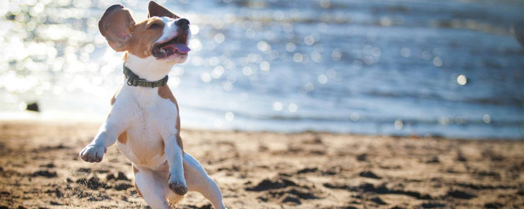 vacanze in spiaggia con il cane a Riccione