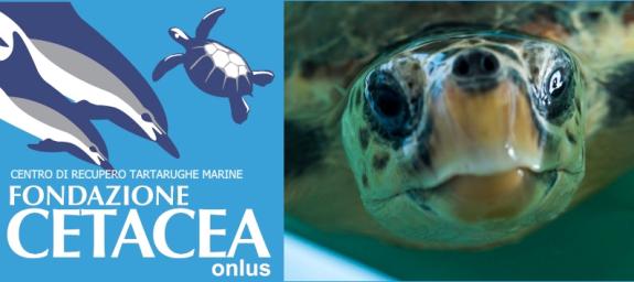 FONDAZIONE CETACEA | MEETINGS ON THE SEA AND ITS POPULATION ON THE BEACH